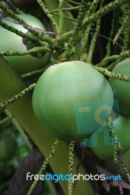 green coconut at tree