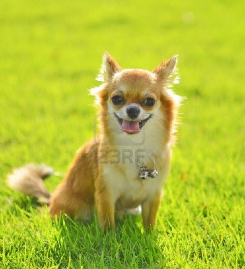 chiwawa dog breed