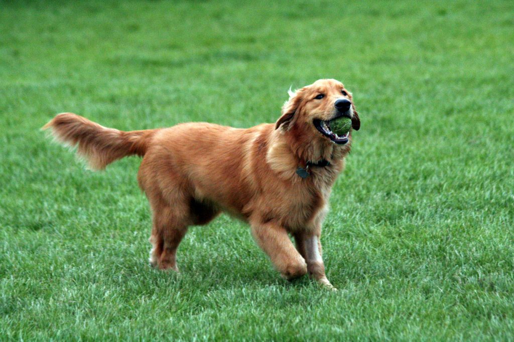 Golden Retriever guide dog