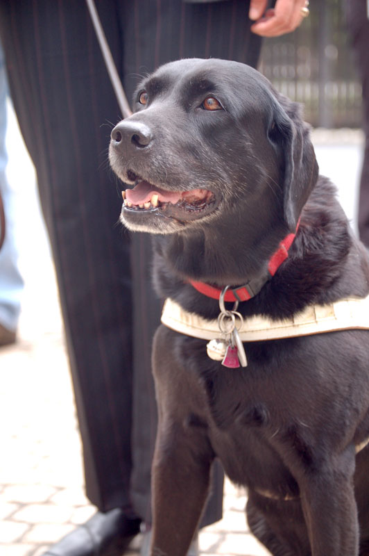 A Labradog Retriever dog breed